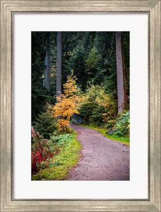 Framed Black Forest Path III Print
