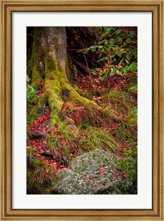 Framed Along the Forest Path Print