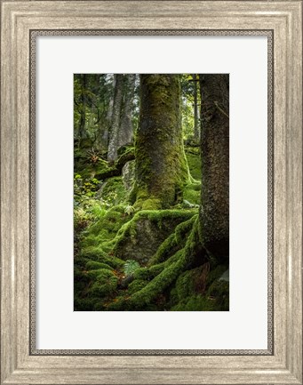 Framed Ancient Forest Print