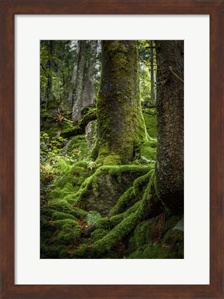 Framed Ancient Forest Print