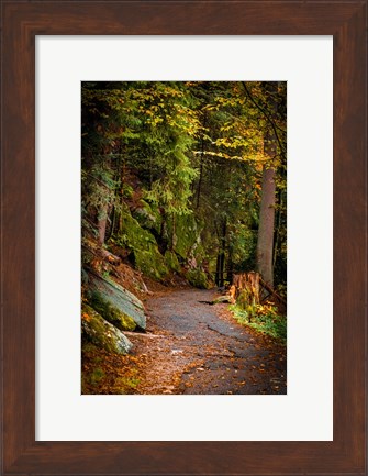 Framed Foret Path Print