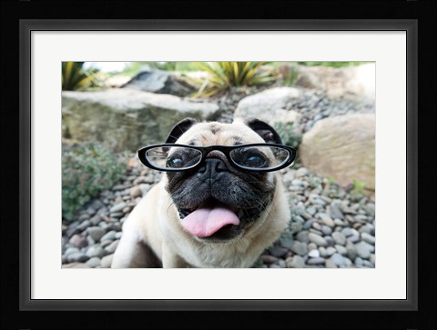 Framed Four Eyes Print