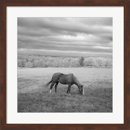 Framed Lone Horse Print