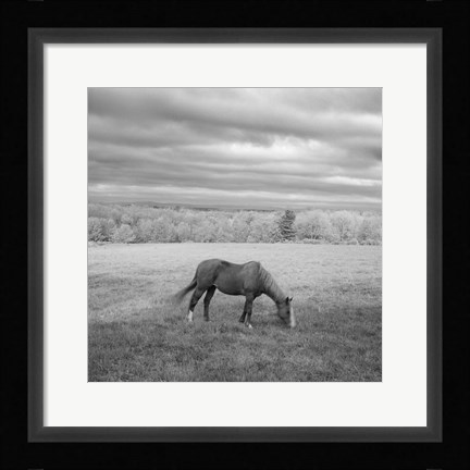 Framed Lone Horse Print
