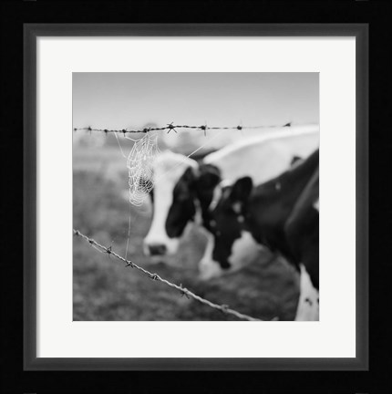 Framed Holstein Cow Print