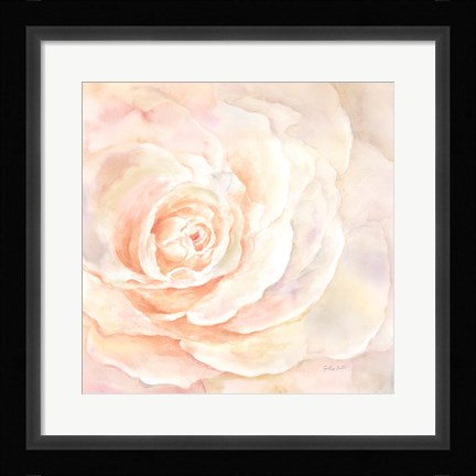 Framed Blush Rose Closeup I Print