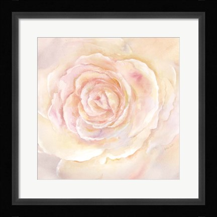 Framed Blush Rose Closeup II Print