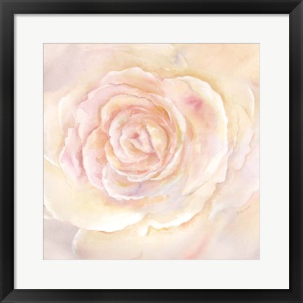 Framed Blush Rose Closeup II Print