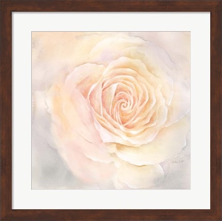 Framed Blush Rose Closeup III Print