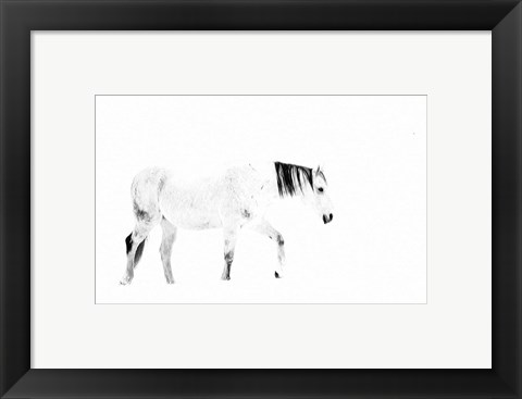 Framed Equine Print