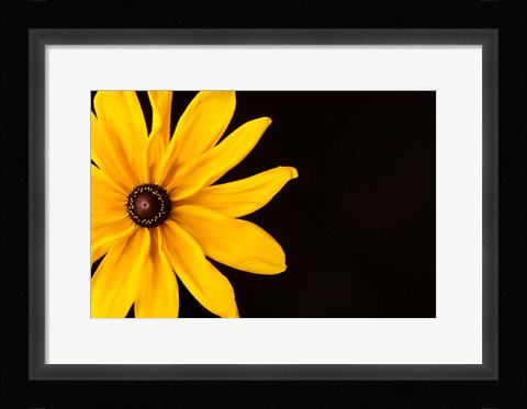 Framed Black Eyed Susan I Print