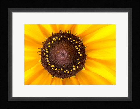 Framed Black Eyed Susan II Print