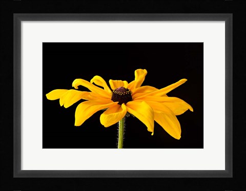 Framed Black Eyed Susan III Print