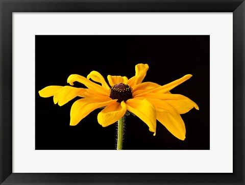 Framed Black Eyed Susan III Print