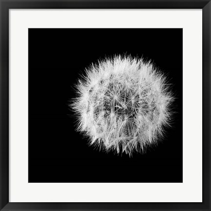 Framed Wish Flower I Print
