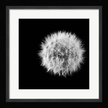 Framed Wish Flower I Print