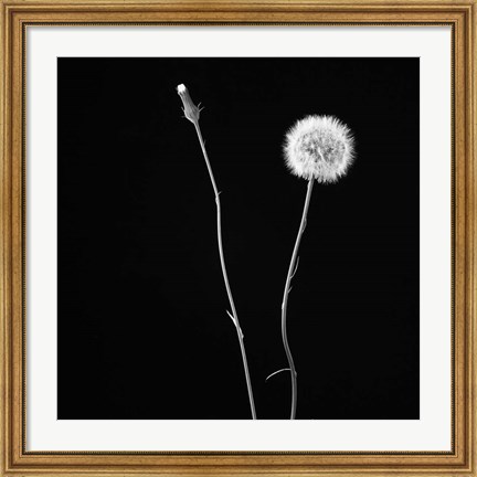Framed Wish Flower II Print