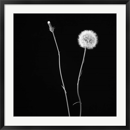 Framed Wish Flower II Print