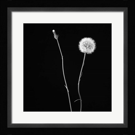 Framed Wish Flower II Print
