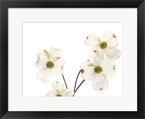 Framed Dogwood Garland Print