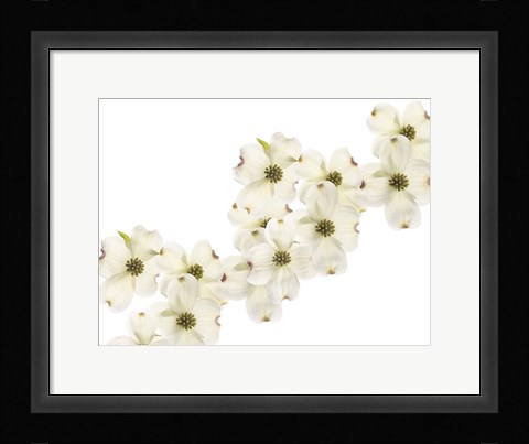Framed Dogwood Beauty Print