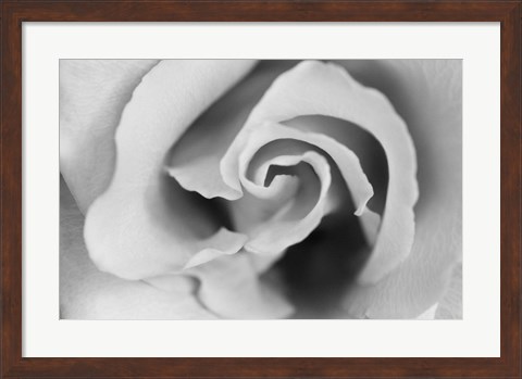 Framed Gentle Rose Print