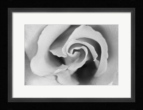 Framed Gentle Rose Print