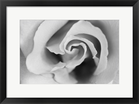 Framed Gentle Rose Print