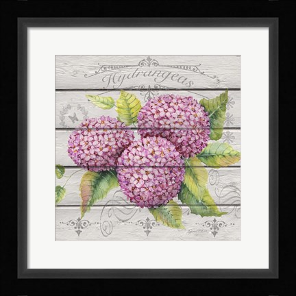 Framed Pink Hydrangeas Print