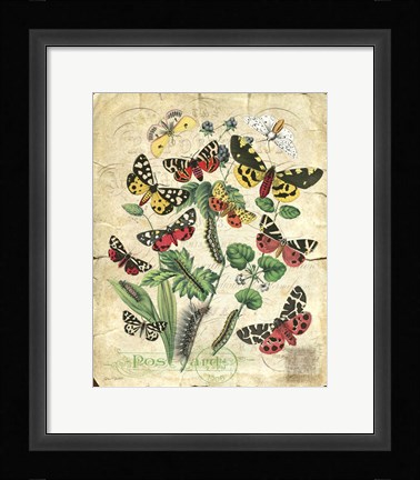 Framed Natures Beauty Print