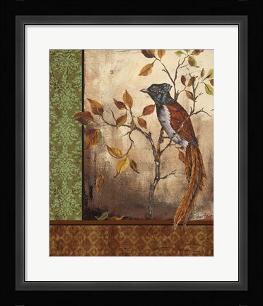 Framed Paradise Flycatcher Print