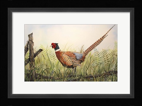 Framed Glorious Pheasant Print