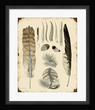 Framed Vintage Feather Study - A Print