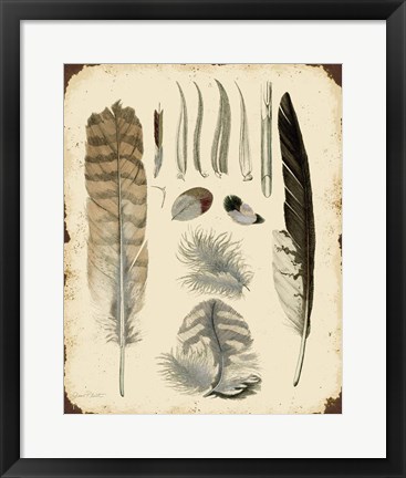 Framed Vintage Feather Study - A Print