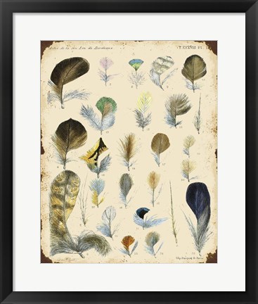 Framed Vintage Feather Study - C Print