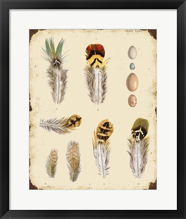 Framed Vintage Feather Study - D Print