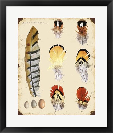 Framed Vintage Feather Study - E Print