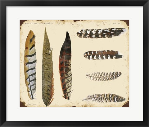 Framed Vintage Feather Study - F Print