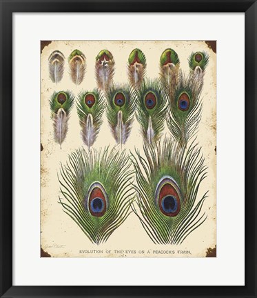 Framed Vintage Feather Study - I Print