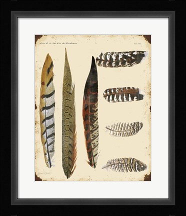 Framed Vintage Feather Study - J Print