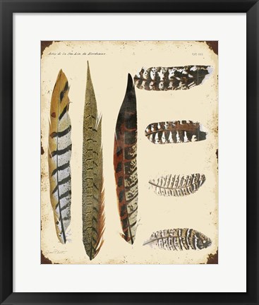 Framed Vintage Feather Study - J Print