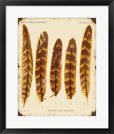 Framed Vintage Feather Study - K Print
