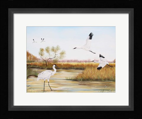 Framed Whooping Cranes - A Print