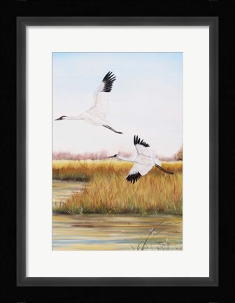 Framed Whooping Cranes - C Print