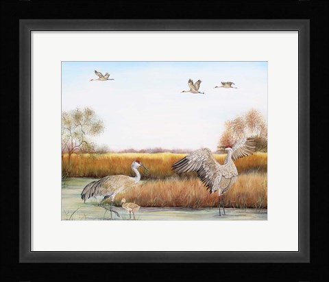 Framed Sandhill Cranes - A Print