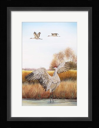 Framed Sandhill Cranes - C Print