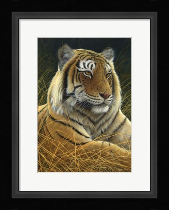 Framed Sumatran Tiger Print