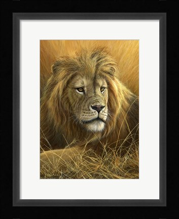 Framed Evening Glow  Lion Print