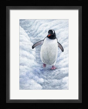 Framed Gentoo Penguin Print