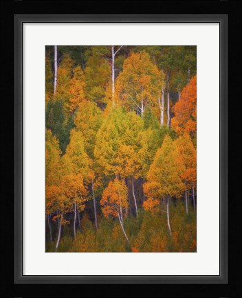 Framed Autumn Trees Print
